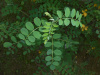 Пузырник древовидный (лат. Colutea arborescens), семена