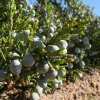 Можжевельник казацкий (лат. Juniperus sabina) шишкоягоды, семена