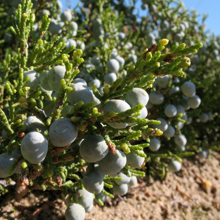 Можжевельник казацкий (лат. Juniperus sabina) шишкоягоды, семена