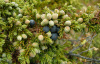 Можжевельник обыкновенный (лат. Juniperus communis), сеянцы, 6 шт