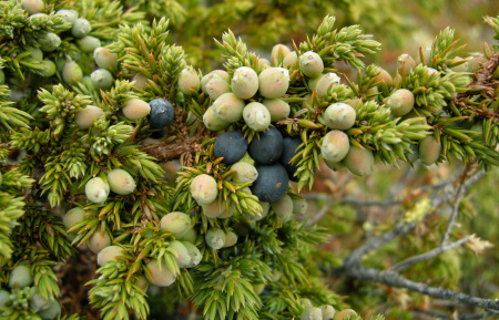 Можжевельник обыкновенный (лат. Juniperus communis), сеянцы, 6 шт