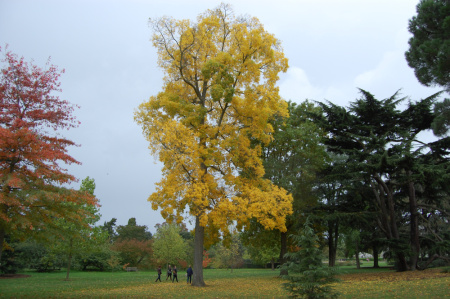 Кария бахромчатая, или Большой косматый гикори (лат. Carya laciniosa), семена