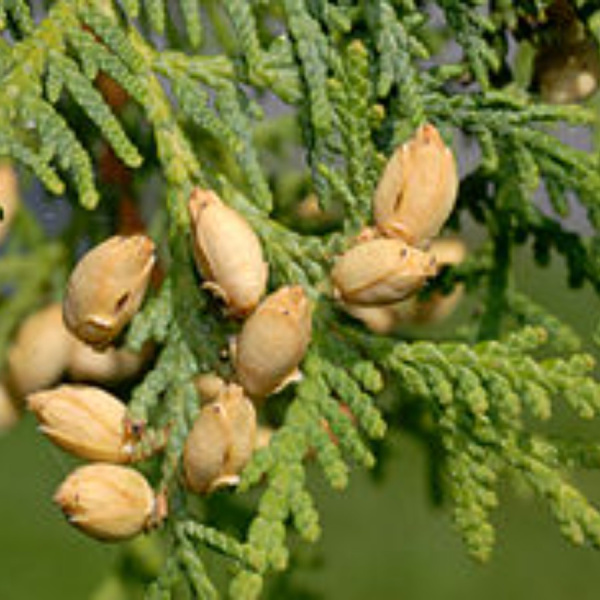 Туя западная (лат. Thuja occidentalis), семена