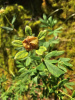 Рододендрон мелколистный (лат. Rhododendron parvifolium), семена 0,02 грамма
