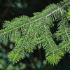 Пихта Семенова (лат. Abies semenovii), семена 