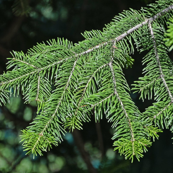 Пихта Семенова (лат. Abies semenovii), семена 