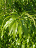 Дуб изменчивый (лат. Quercus variabilis), саженцы, 3 шт