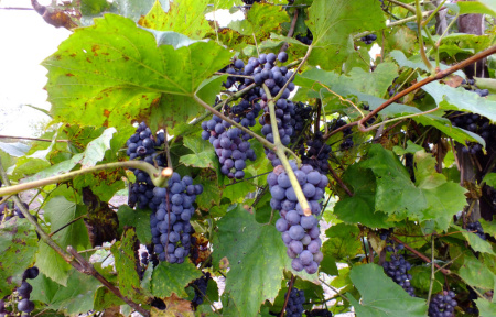 Виноград амурский (лат. Vitis amurensis), семена
