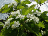 Рябина ольхолистная (лат. Sorbus alnifolia), семена