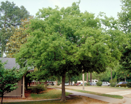 Каркас южный (лат. Celtis australis), семена