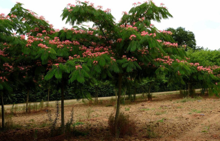 Ленкоранская акация розовая, или Альбиция ленкоранская (лат. Albizia julibrissin), семена