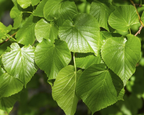 Липа европейская 'Pallida' (Tilia europaea 'Pallida'), семена