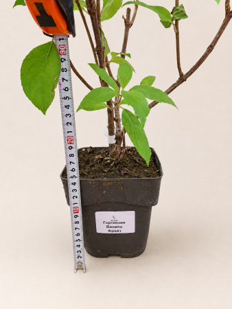 Гортензия метельчатая Ванилла Фрайз (лат. Hydrangea paniculata 'Vanille Fraise') С3, саженец