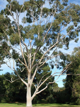 Эвкалипт лимонный (лат. Eucalyptus citriodora), саженец, 1 шт