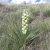 Юкка сизая (лат. Yucca glauca), семена 0,2 грамма