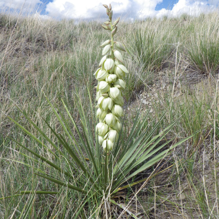 Юкка сизая (лат. Yucca glauca), семена 0,2 грамма
