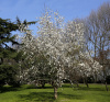Магнолия кобус (лат. Magnolia kobus), семена