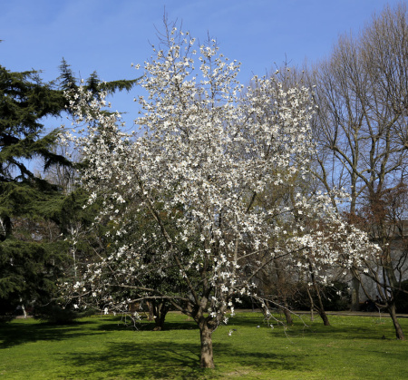 Магнолия кобус (лат. Magnolia kobus), семена