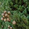 Кипарис вечнозелёный пирамидальный (лат. Cupressus sempervirens 'Pyramidalis'), семена