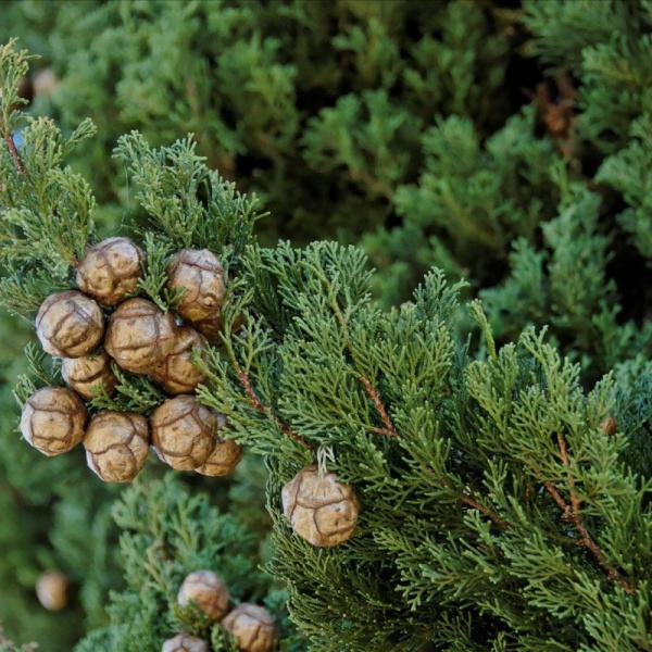 Кипарис вечнозелёный пирамидальный (лат. Cupressus sempervirens 'Pyramidalis'), семена