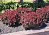 Барбарис тунберга Атропурпуреа (лат. Berberis thunbergii 'Atropurpurea'), семена