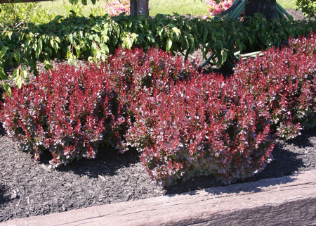 Барбарис тунберга Атропурпуреа (лат. Berberis thunbergii 'Atropurpurea'), семена
