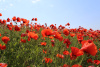 Мак самосейка (лат. Papaver rhoeas), 1000 шт
