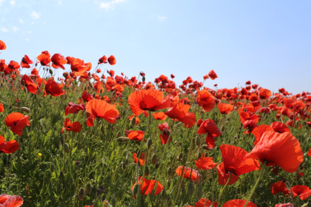 Мак самосейка (лат. Papaver rhoeas), 1000 шт