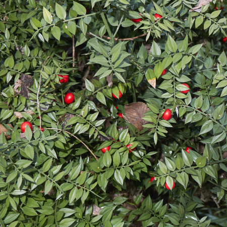Иглица колючая, или Иглица понтийская (лат. Ruscus aculeatus), семена