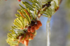 Пихта одноцветная Лау (Abies concolor f. lowiana), семена