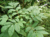 Кария сердцевидная, или Гикори горький (лат. Carya cordiformis) 10 шт, семена