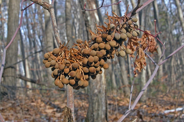 Липа маньчжурская (лат. Tilia mandshurica), семена
