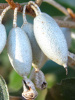 Лох крупнолистный (лат. Elaeagnus macrophylla), семена