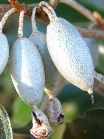 Лох крупнолистный (лат. Elaeagnus macrophylla), семена