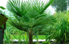Пальма Трахикарпус (лат. Trachycarpus), семена