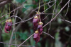 Мукуна вечнозелёная (лат. Mucuna sempervirens) 5 шт, семена