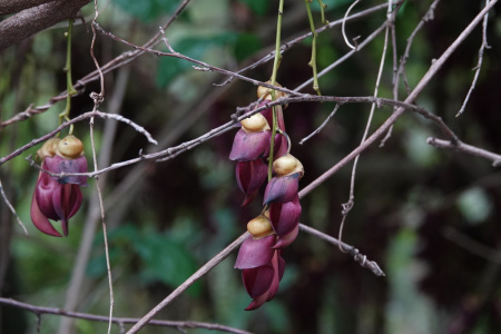 Мукуна вечнозелёная (лат. Mucuna sempervirens) 5 шт, семена