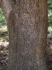 Дуб каменный (лат. Quercus ilex), сеянец, 3 шт 