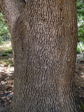 Дуб каменный (лат. Quercus ilex), сеянец, 3 шт 