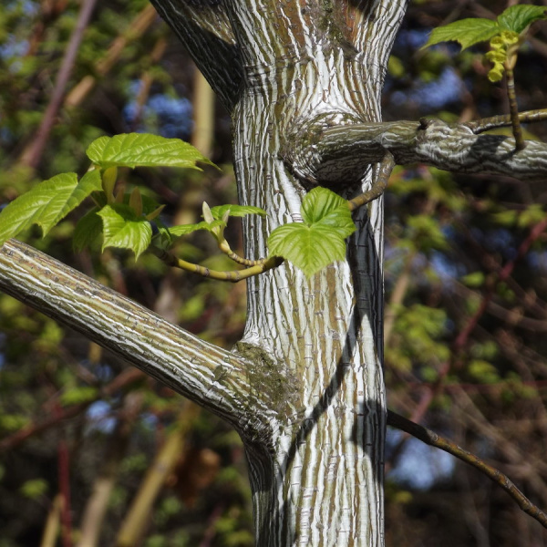 Клен зеленокорый (лат. Acer tegmentosum), семена