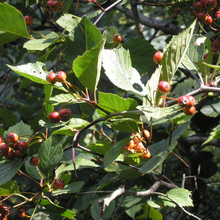 Боярышник крупноколючковый (лат. Crataegus macracantha), семена