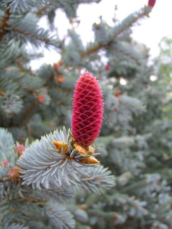 Ель колючая Хупси (лат. Picea pungens Hoopsii), семена