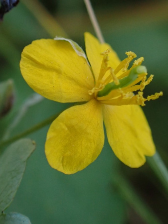 Чистотел большой (лат. Chelidonium majus), семена