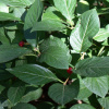 Жимолость сахалинская (лат. Lonicera sachalinensis), семена