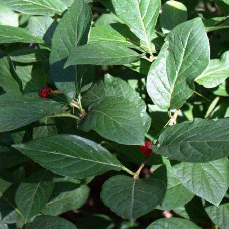 Жимолость сахалинская (лат. Lonicera sachalinensis), семена