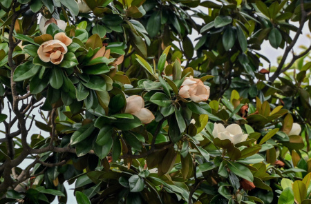 Магнолия крупноцветковая  (лат. Magnolia grandiflora), семена