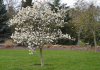 Мирт обыкновенный Белоплодный (Myrtus communis var. leucocarpa), сеянец, 1 шт