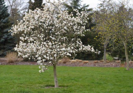 Мирт обыкновенный Белоплодный (Myrtus communis var. leucocarpa), сеянец, 1 шт