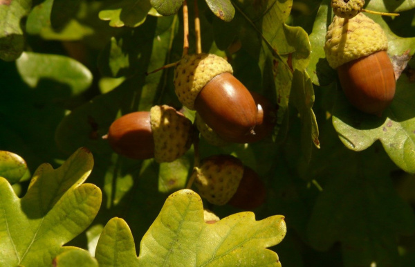 Дуб черешчатый (лат. Quercus robur), саженец, 1 шт
