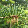 Пихта цельнолистная (лат. Abies holophylla) с черной шишкой, семена